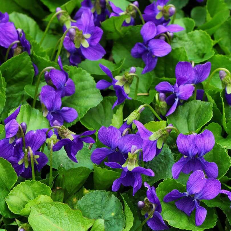 Wild Violet Seeds