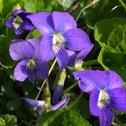 Wild Woodland Violet Seeds