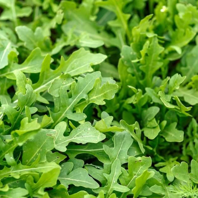 Wild arugula seeds - Vegetable Plant