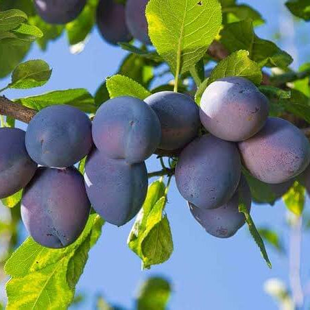 Wild plum seeds 