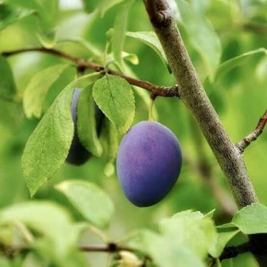 Wild plum seeds 