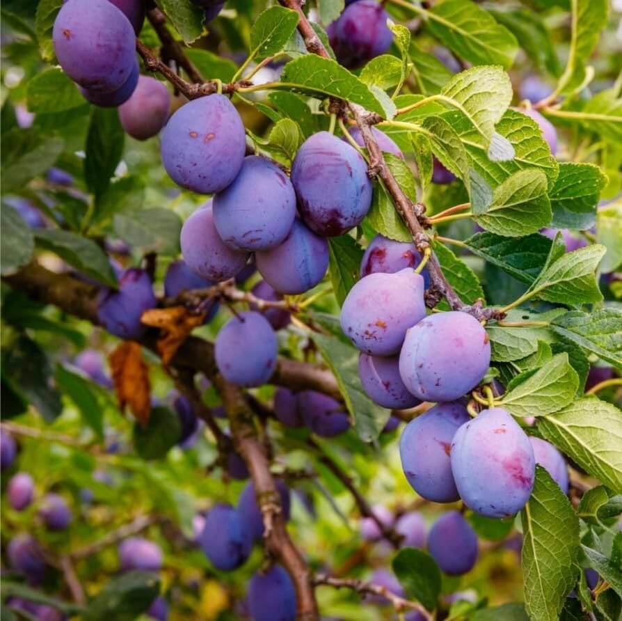 Wild plum seeds 