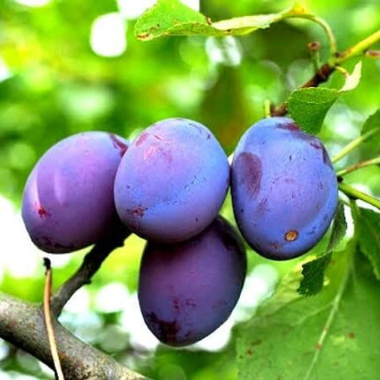 Wild plum seeds 
