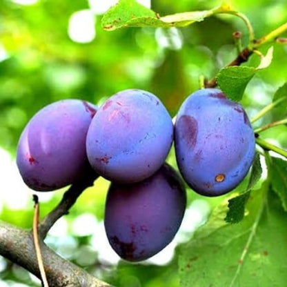 Wild plum seeds 