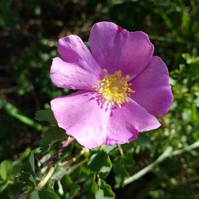 Wild rose seeds - Flower Plant