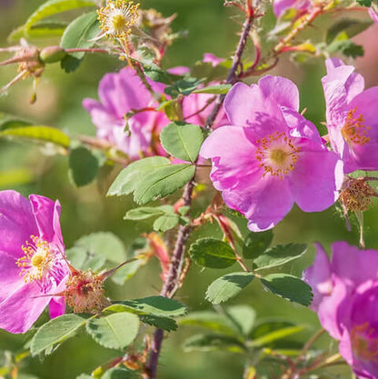 Wild rose seeds - Flower Plant