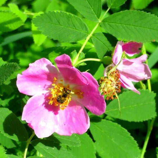 Wild rose seeds - Flower Plant