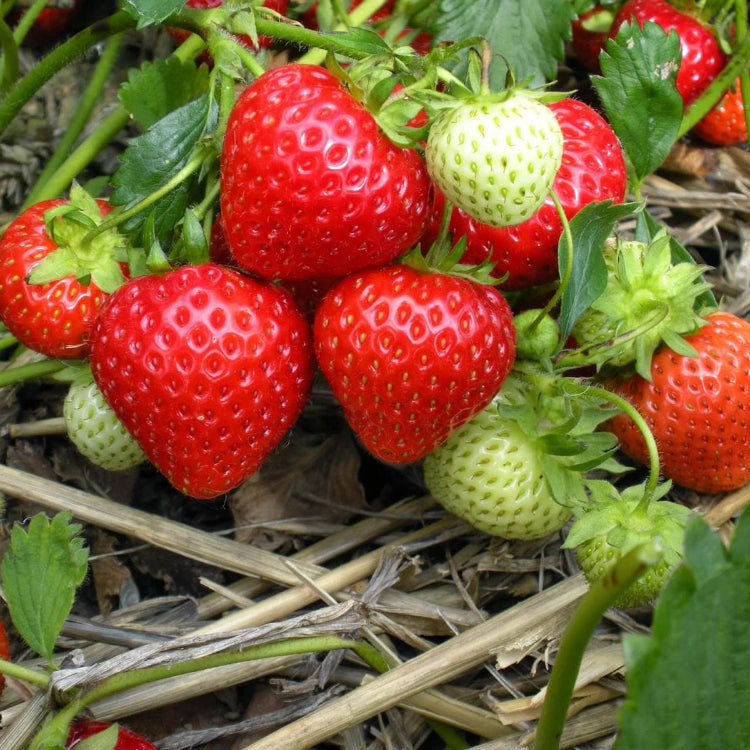 Wild strawberry seeds - Fruit Plant