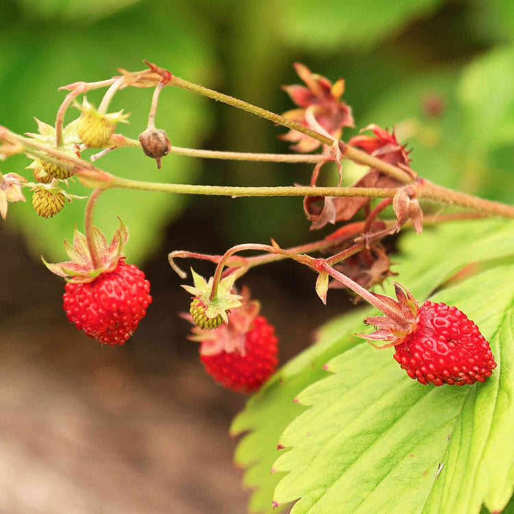 Wild strawberry seeds - Fruit Plant