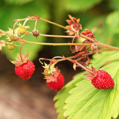 Wild strawberry seeds - Fruit Plant