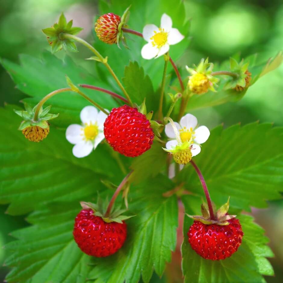 Wild strawberry seeds - Fruit Plant