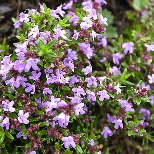 Wild thyme seeds - Vegetable Plant