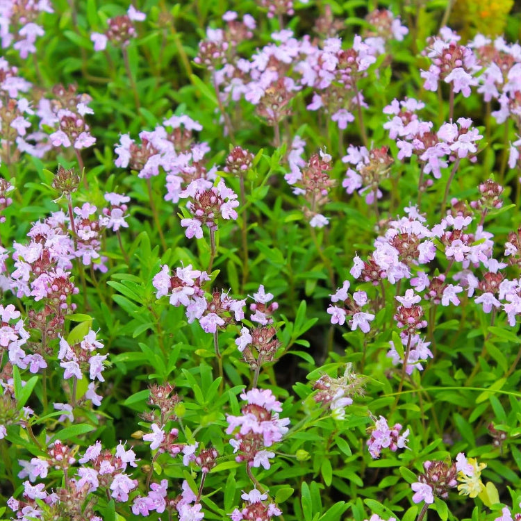 Wild thyme seeds - Vegetable Plant
