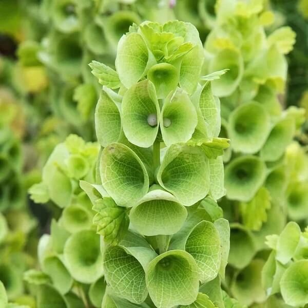 Wildflower Bells of Ireland Seeds - Flower Plant for Home Gardens
