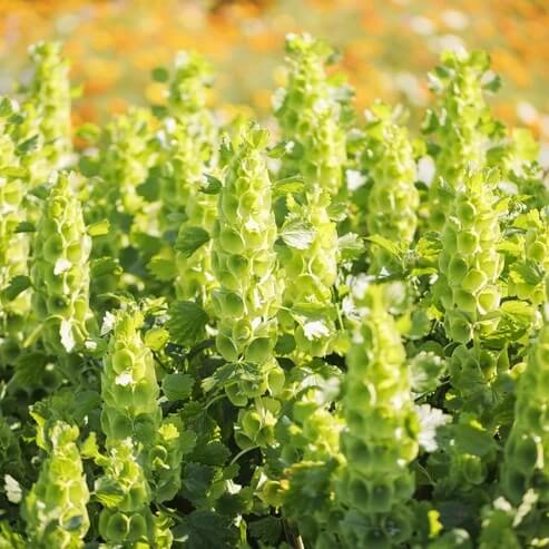 Wildflower Bells of Ireland Seeds - Flower Plant for Home Gardens