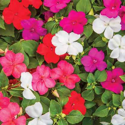 Wildflower Impatiens Seeds 