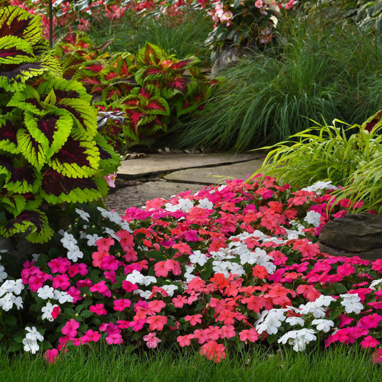 Wildflower Impatiens Seeds 