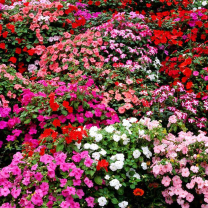 Wildflower Impatiens Seeds 