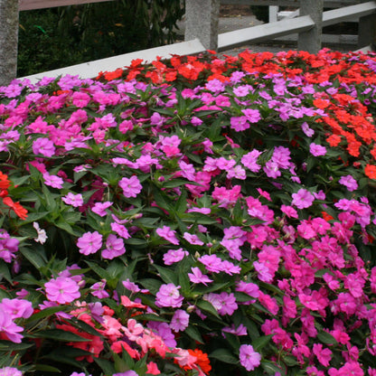 Wildflower Impatiens Seeds 