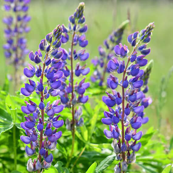 Wildflower Lupine Seeds