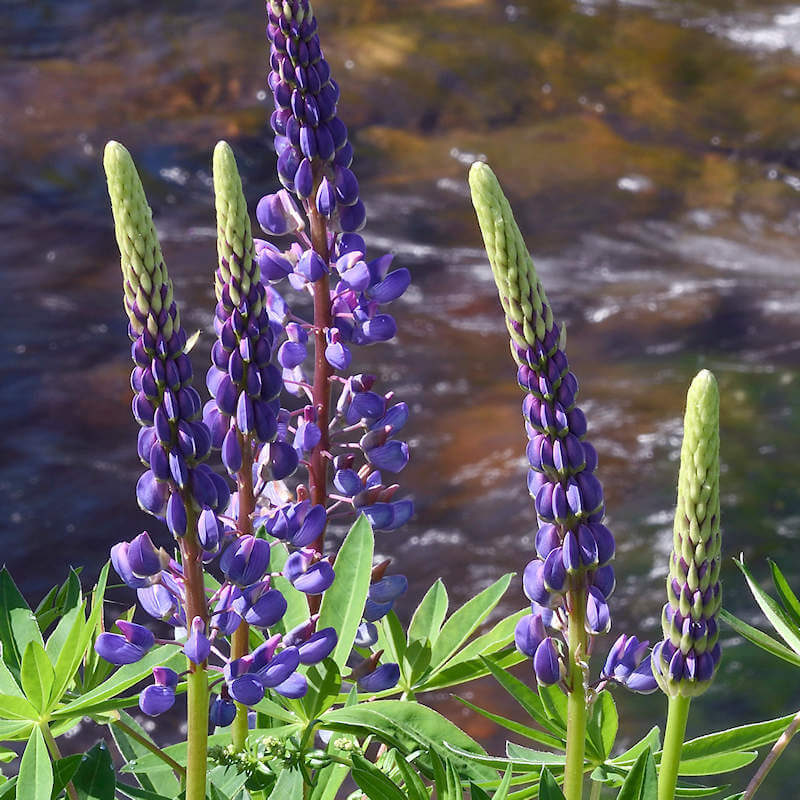Wildflower Lupine Seeds