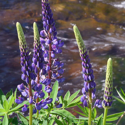 Wildflower Lupine Seeds