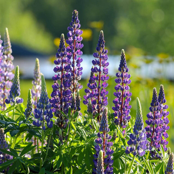Wildflower Lupine Seeds