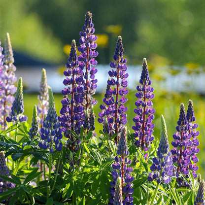 Wildflower Lupine Seeds
