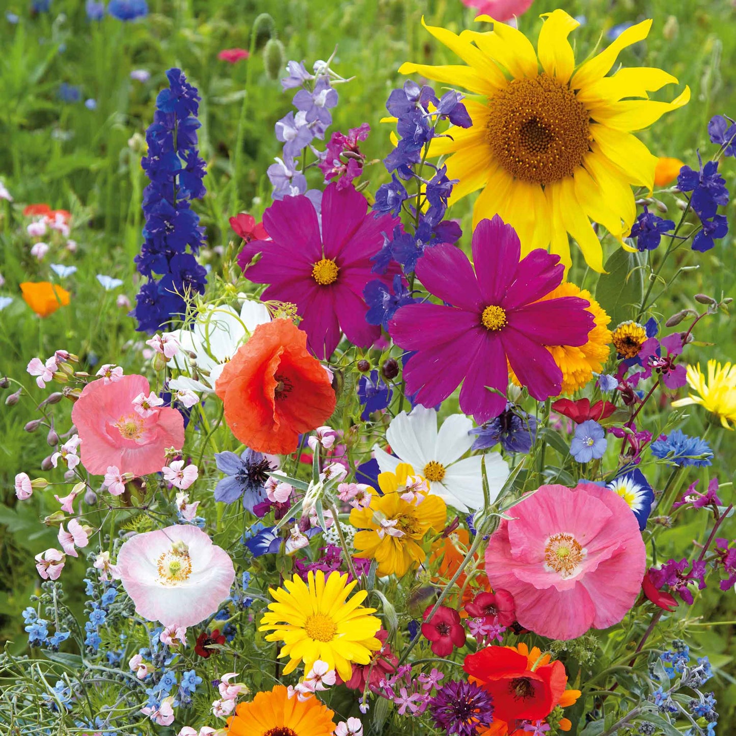 Wildflower Mix Seeds  - Flower Plant