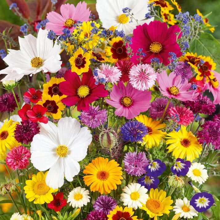 Wildflower Mix Seeds  - Flower Plant