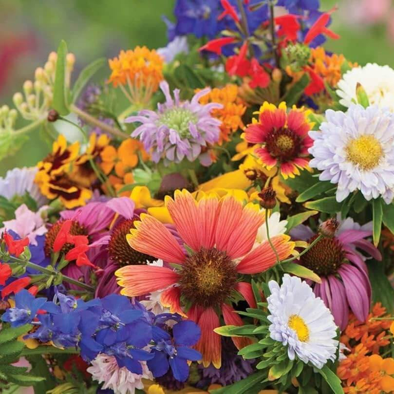 Wildflower Mix Seeds  - Flower Plant