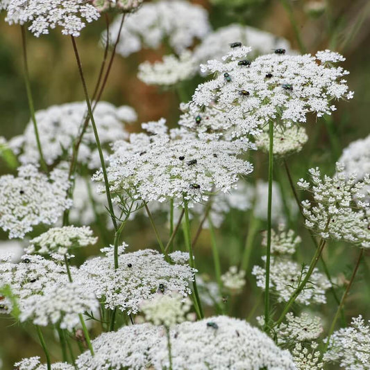 Wildflower Queen Anne's Lace Seeds 