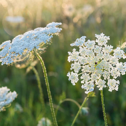 Wildflower Queen Anne's Lace Seeds 