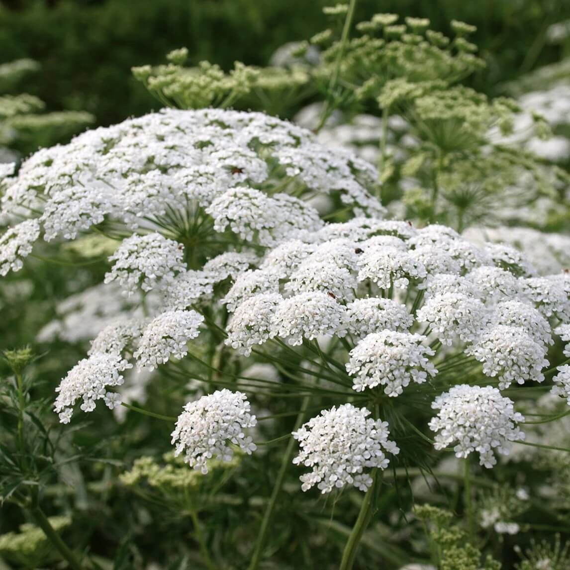 Wildflower Queen Anne's Lace Seeds 