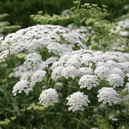 Wildflower Queen Anne's Lace Seeds 