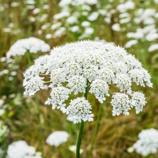 Wildflower Queen Anne's Lace Seeds 