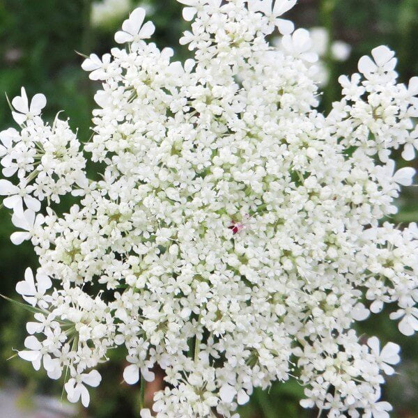 Wildflower Queen Anne's Lace Seeds 