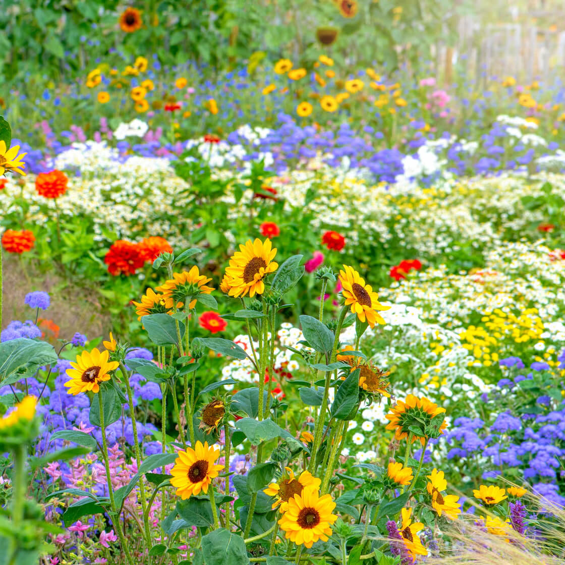 Wildflower Seeds
