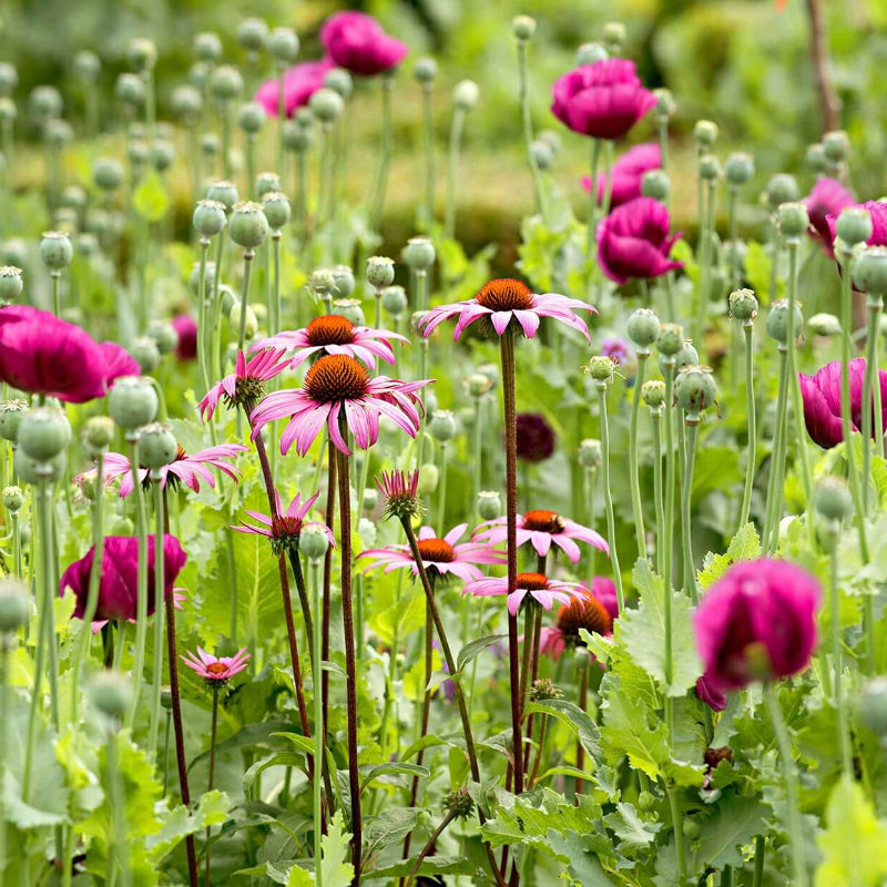 Wildflower Seeds