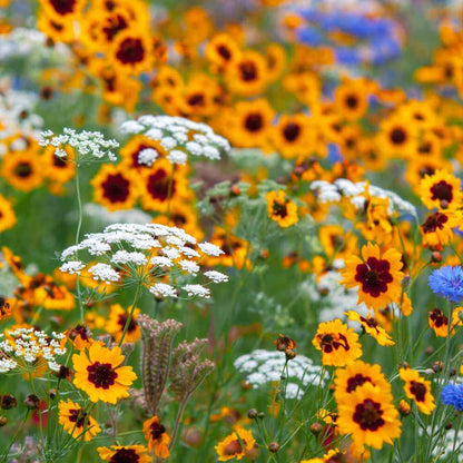 Wildflower Seeds