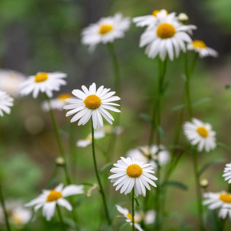 Wildflower Seeds