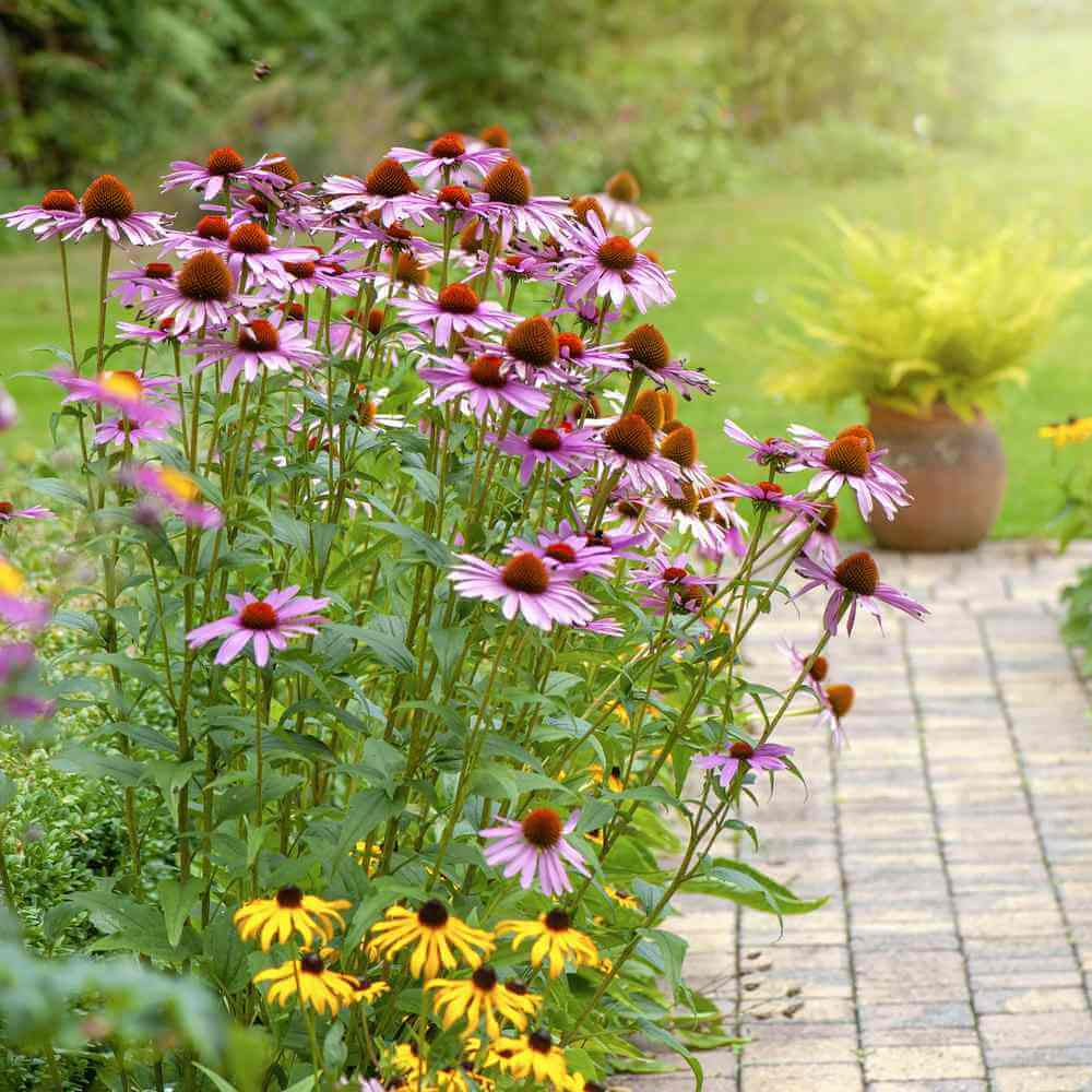 Wildflower Seeds