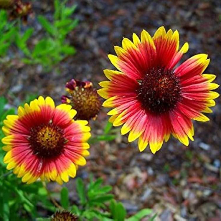 Wildflower seeds - Flower Plant for Home Gardens