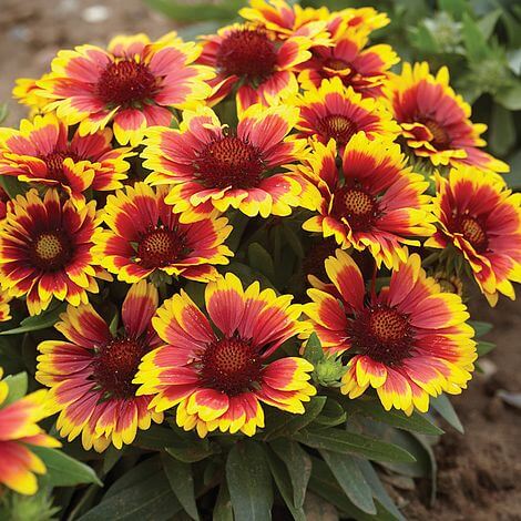 Wildflower seeds - Flower Plant for Home Gardens