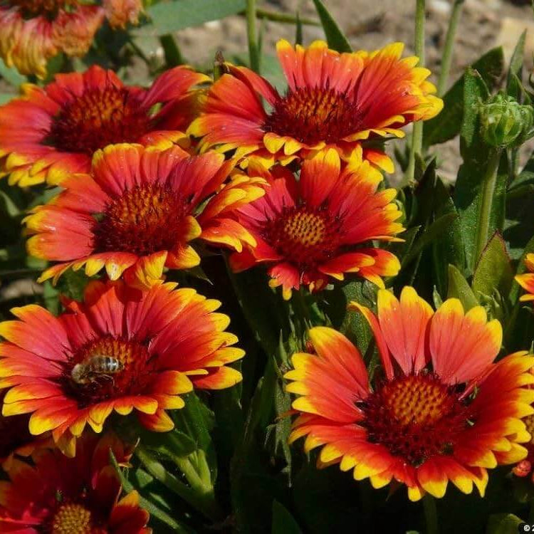 Wildflower seeds - Flower Plant for Home Gardens