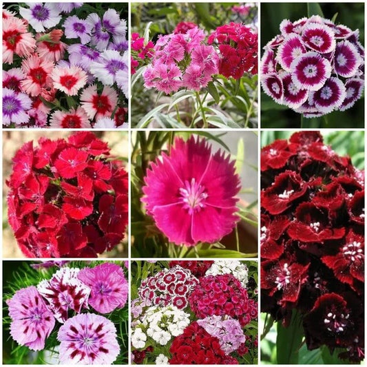 Williams flowers seeds - All in one for home gardens