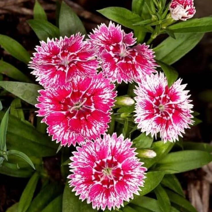 Williams flowers seeds - Flower Plant