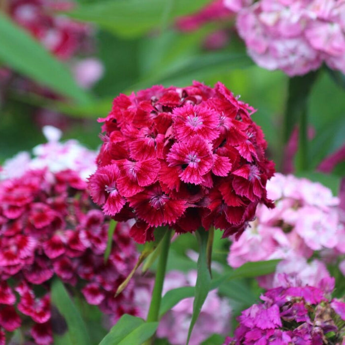 Williams flowers seeds - Flower Plant
