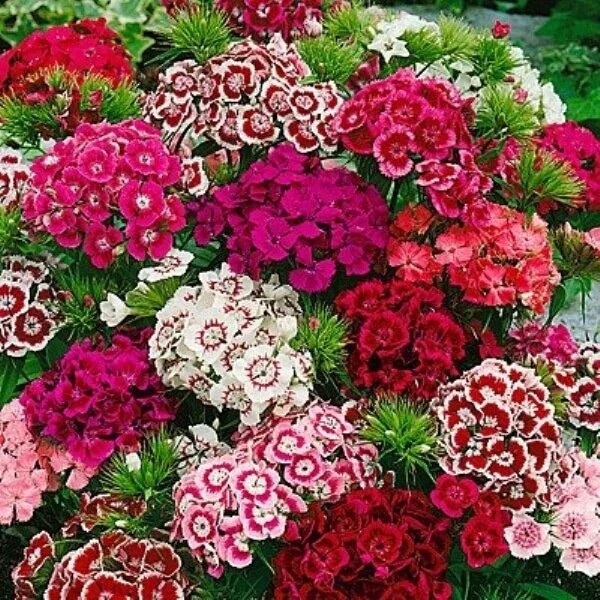 Williams flowers seeds - Flower Plant
