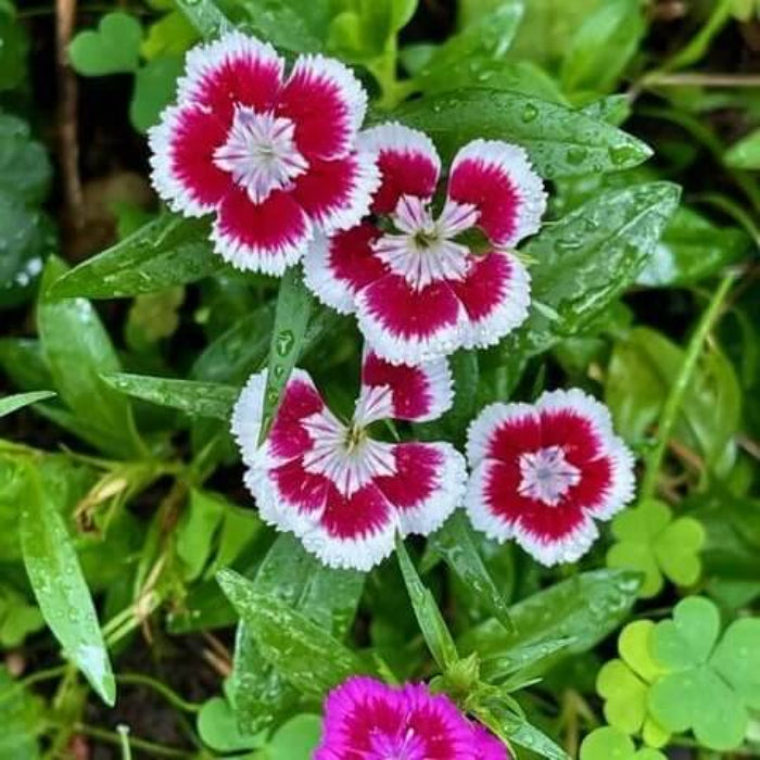 Williams flowers seeds - Flower Plant